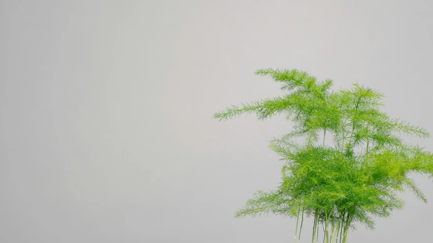 a tall plant with green foliage on it