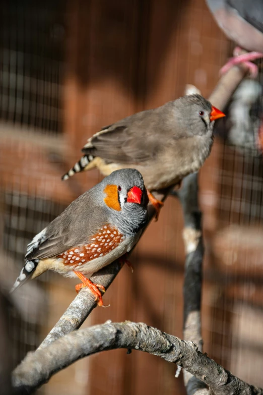 two birds sit on a nch together