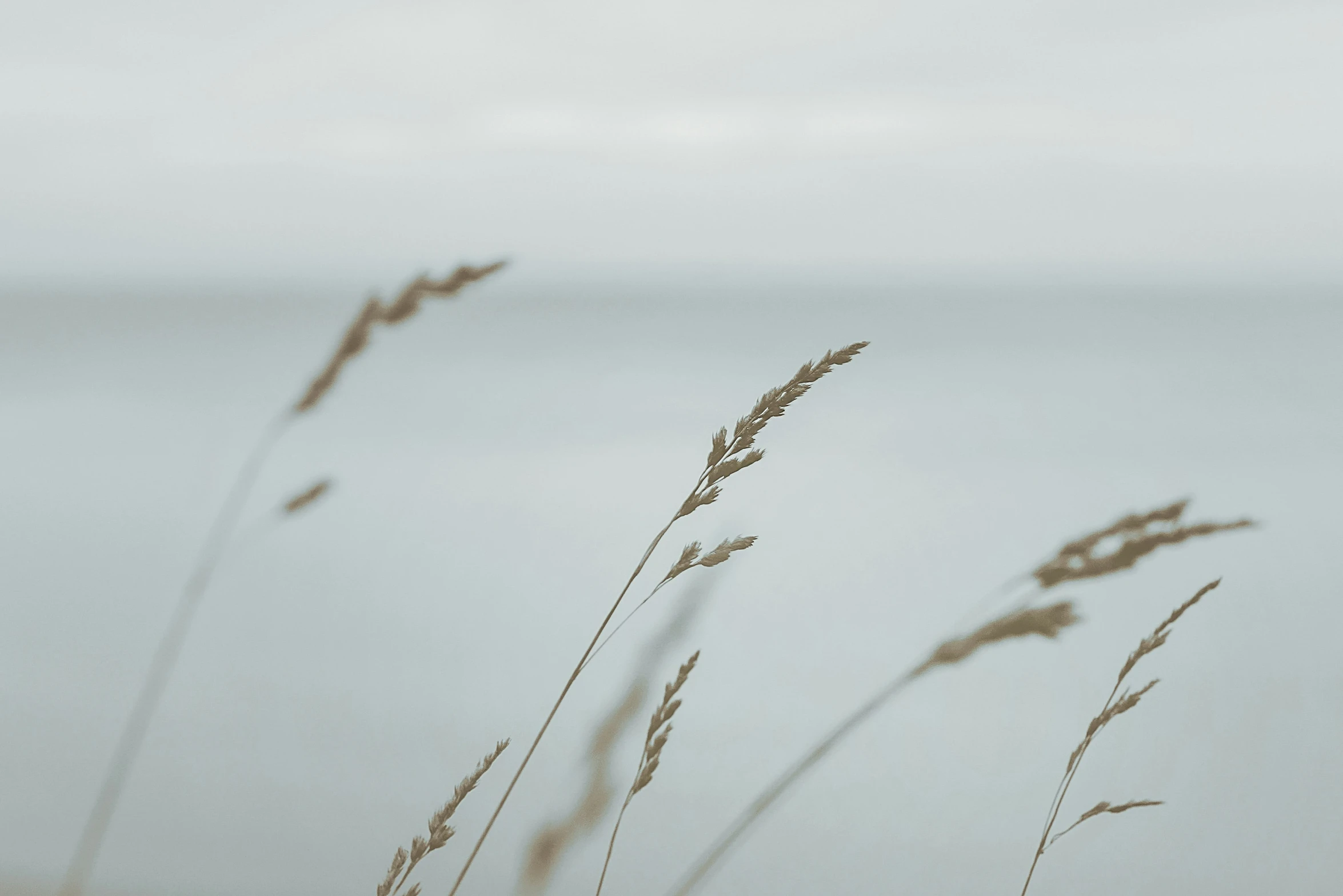 some long dry grass on a foggy day by the water