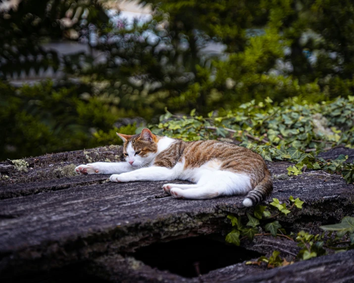 a cat is laying on some wood with a bush