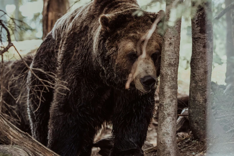 a bear standing near a log in a forest