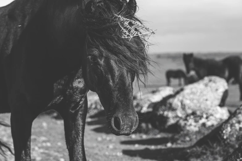 a black horse standing on a dirt field