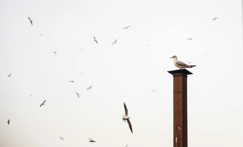 a white and gray bird sits on top of a pole