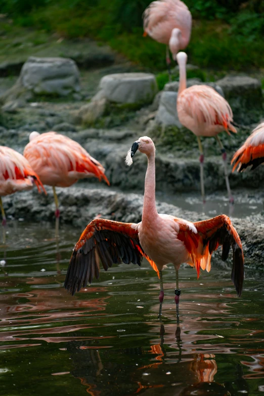 several flamingos standing in the water of a lake