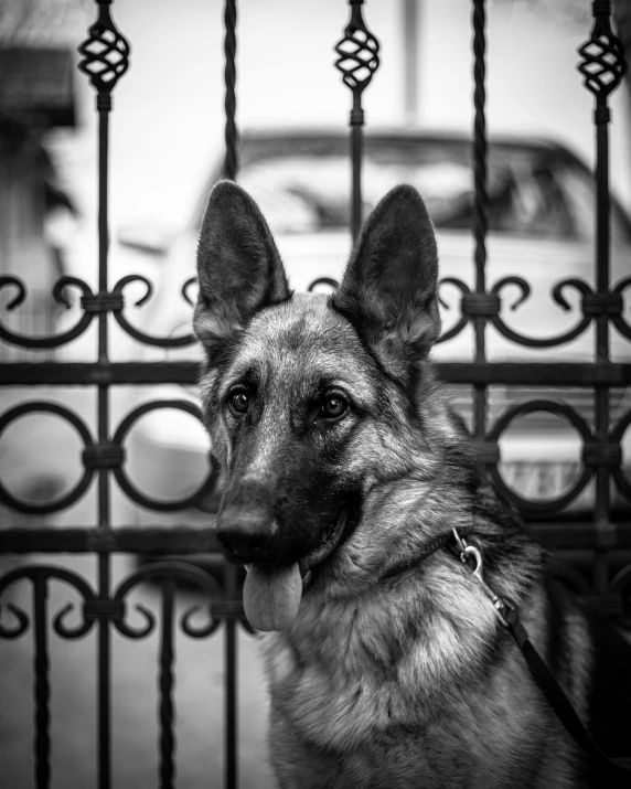 german shepard in front of an iron fence