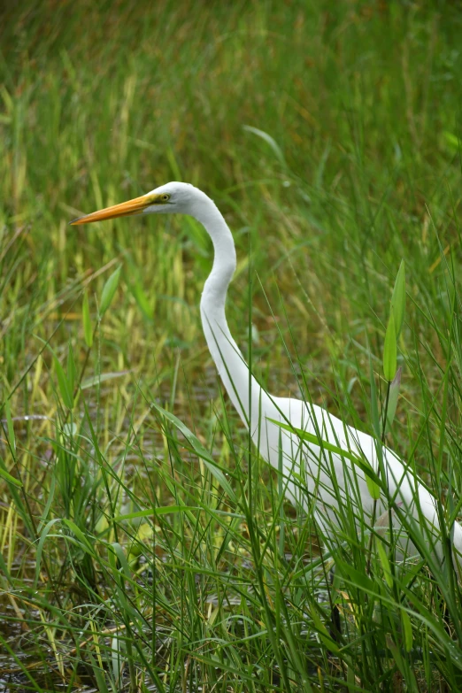 a white egret standing in the grass, with its long neck and long legs, looking for food