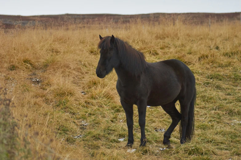 the black horse is alone in the field