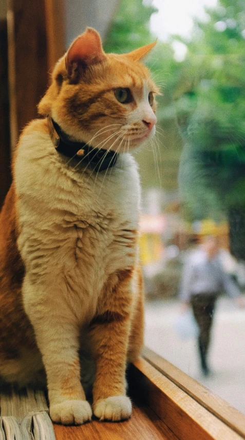 cat sitting on top of windowsill looking out at other cats