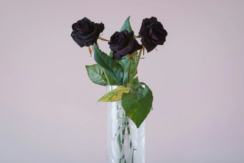 there is a glass vase that has three flowers in it