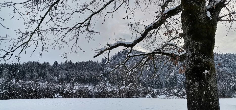 a snowy field with trees and trees covered in snow