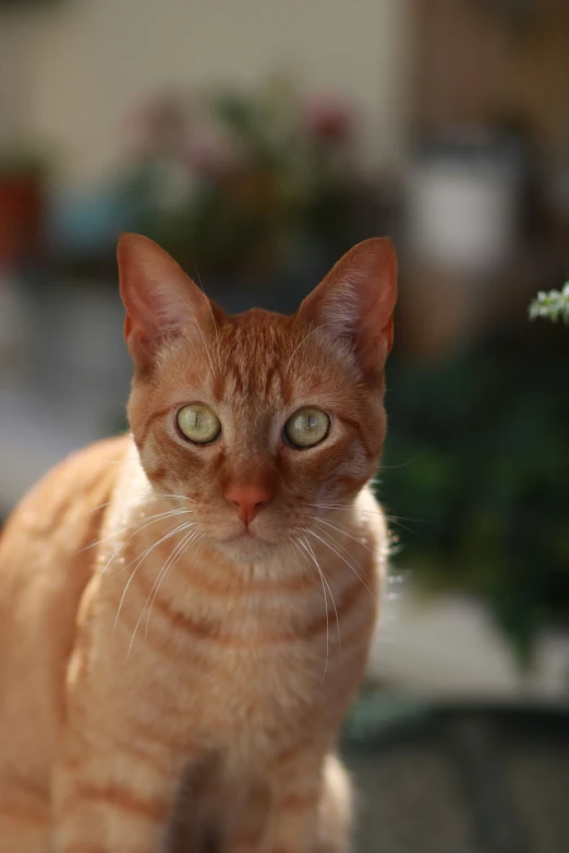 there is a orange and black cat that is sitting down