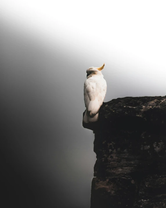 a bird perched on a ledge on a foggy day