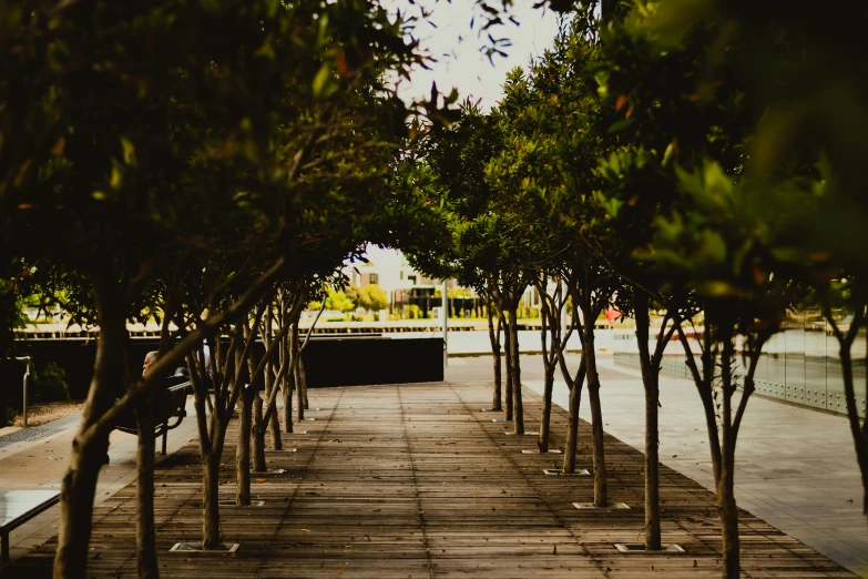 a bunch of trees that are by some stairs