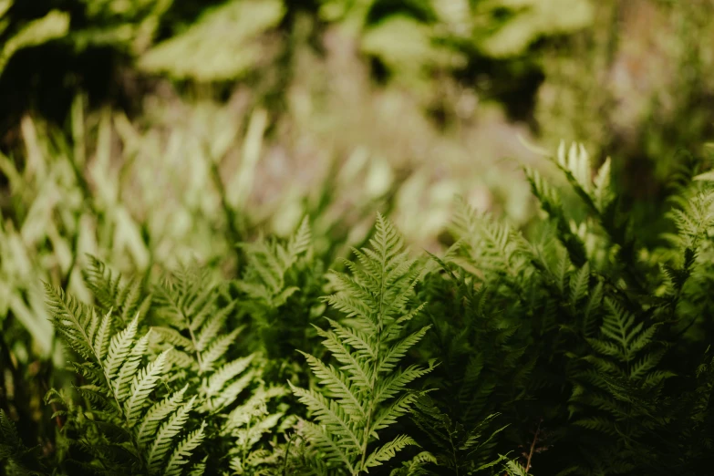 some plants in an open area with grass and trees