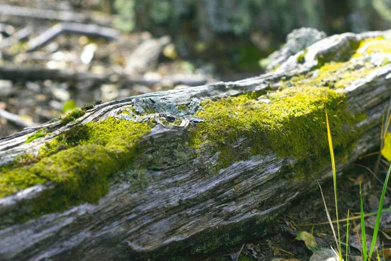 an toad crawling on a rock covered in moss