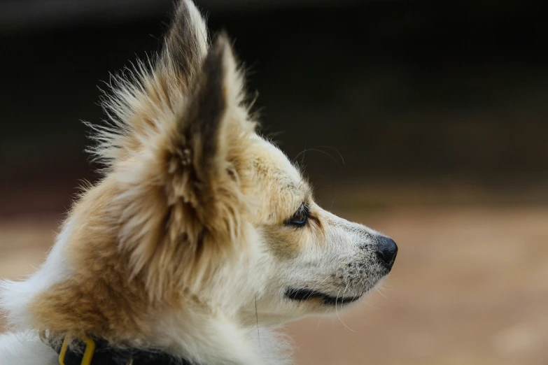 a gy haired dog wearing a collar looking off into the distance