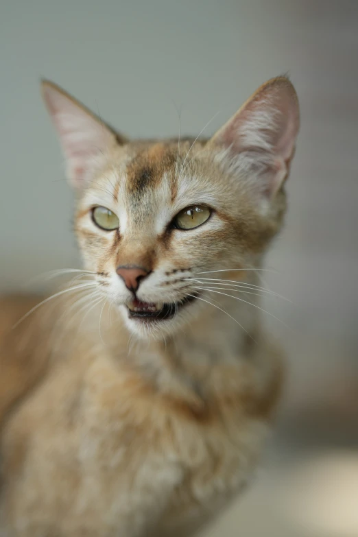 a cat is standing looking at the camera