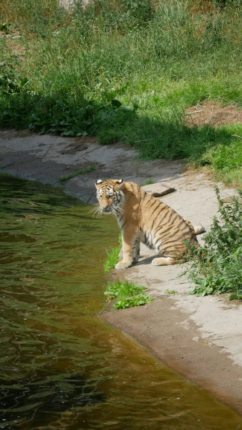 a tiger sitting at the edge of a pond