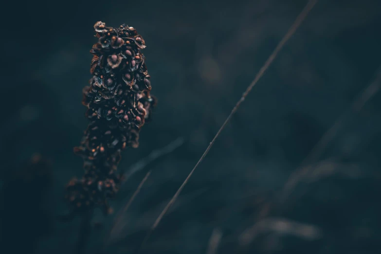 a tall plant is full of seeds and sprouts