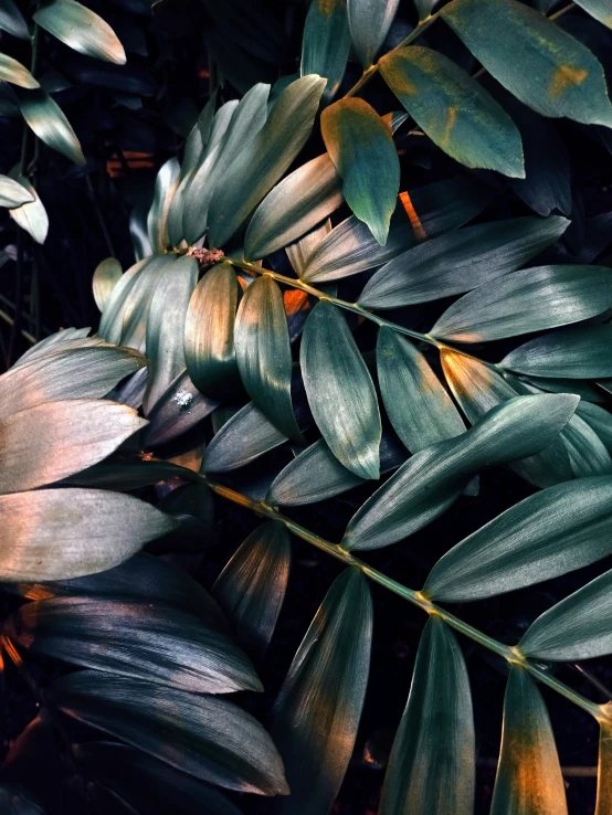 a very close up view of some green leaves