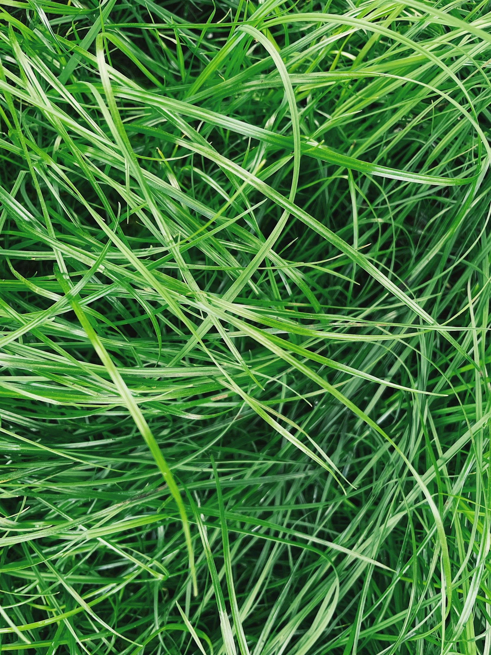 grass close up with lots of green plants
