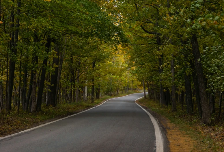 the empty road is bordered with tall trees