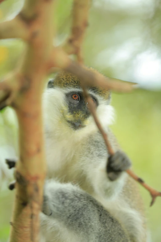 an adorable small primate in a tree holding a stick