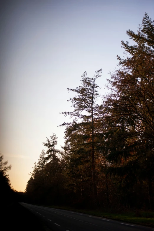 a road with tall trees beside it at sunset