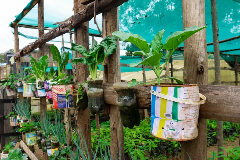 several pots of plants sitting on a wooden structure