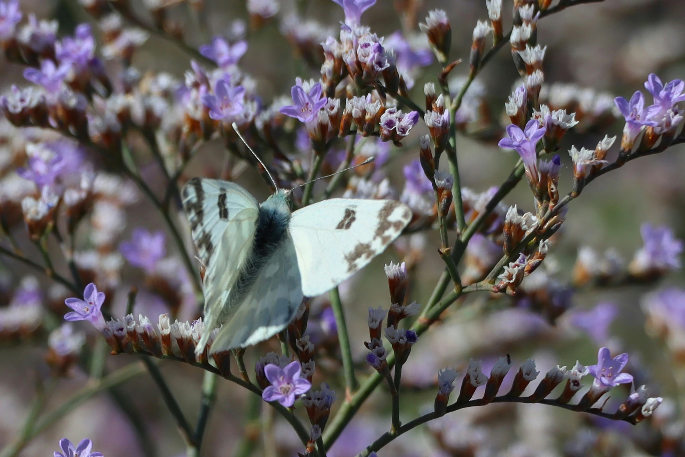 the moth is on top of the purple flowers