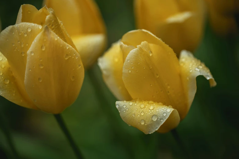 a bunch of yellow tulips that are all covered in rain