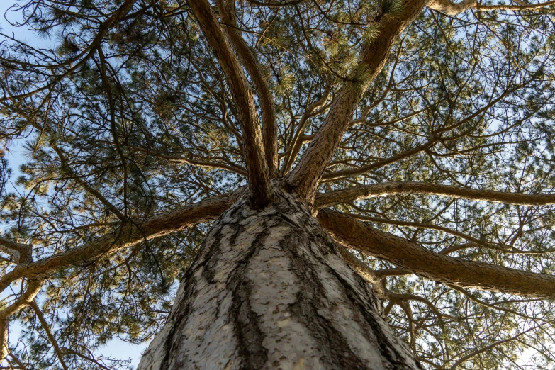 the nches of trees are looking up at the sky