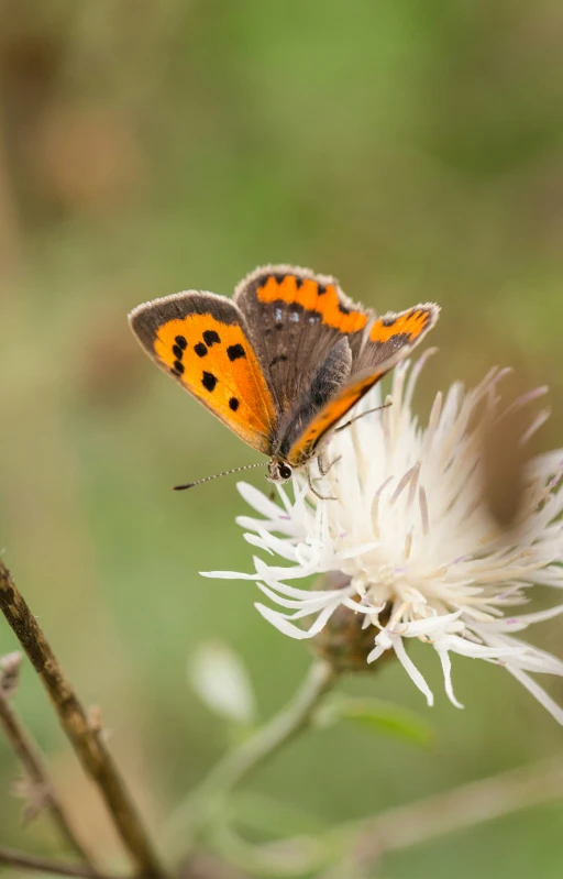 a small orange and black erfly sitting on a flower