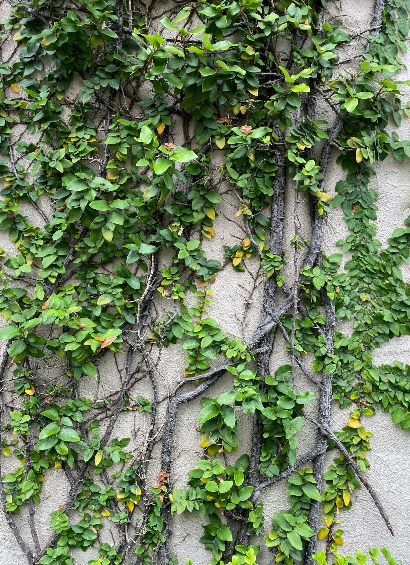 the vine is crawling over a wall and covering it with small green leaves