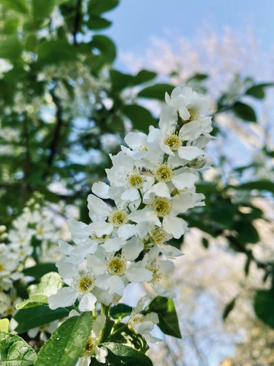 flowers blooming along the side of a tree