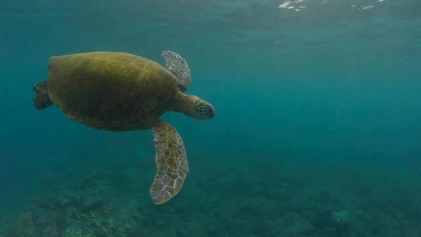 a turtle swimming in a pool of water