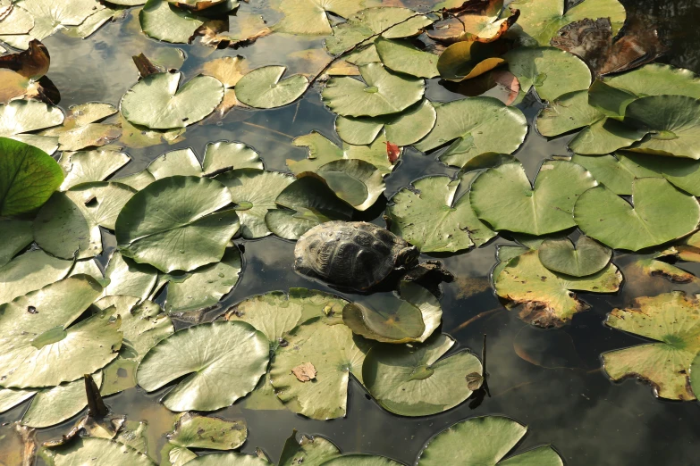 there are green plants floating in the water