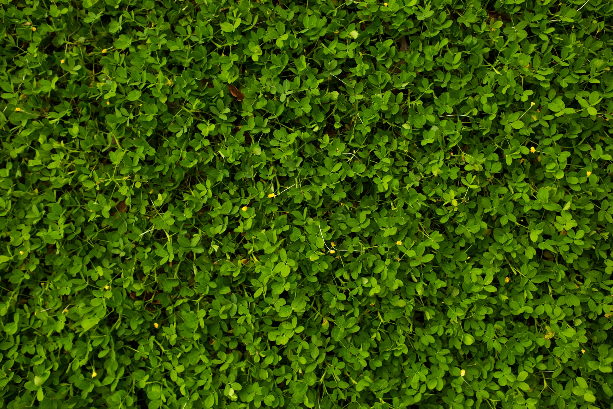 a bunch of green plants that are by some water