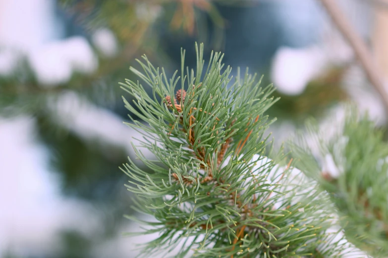 pine tree nches are full of needles, and a little bird is sitting in the middle