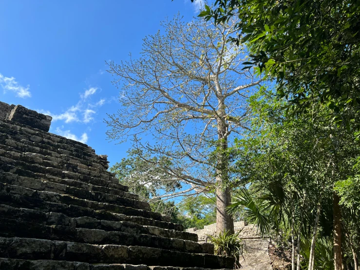 steps in a jungle, with steps to other directions