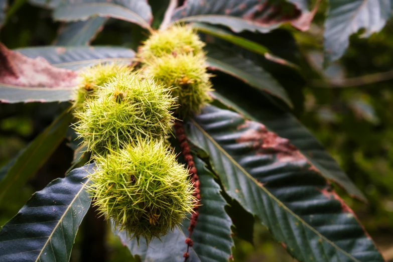 the fruit on this tree are fuzzy, fuzzy, and soft