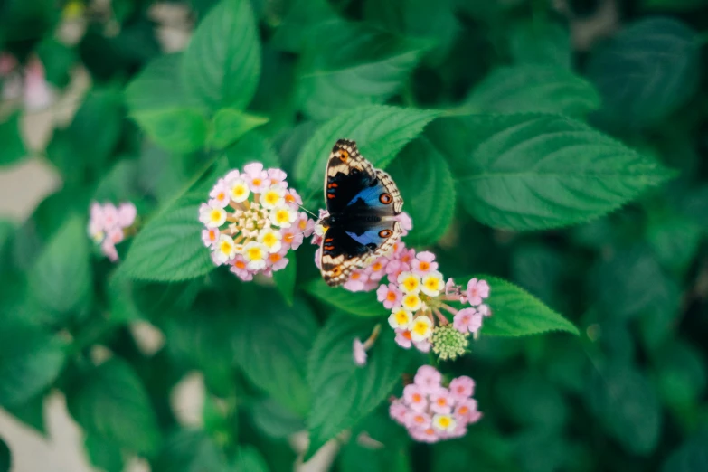 a erfly sitting on top of pink and yellow flowers