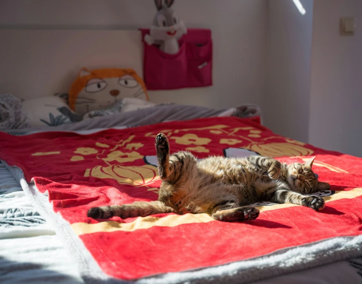 a cat on it's back is laying on a bed