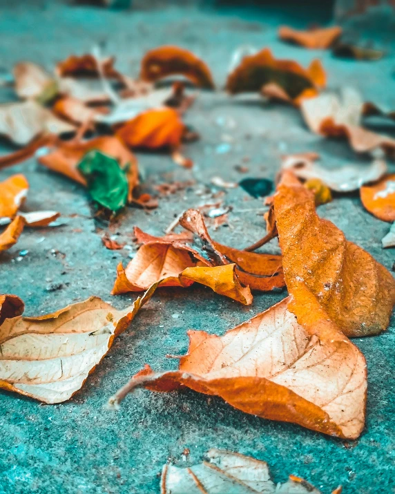 there are many leaves laying on the ground