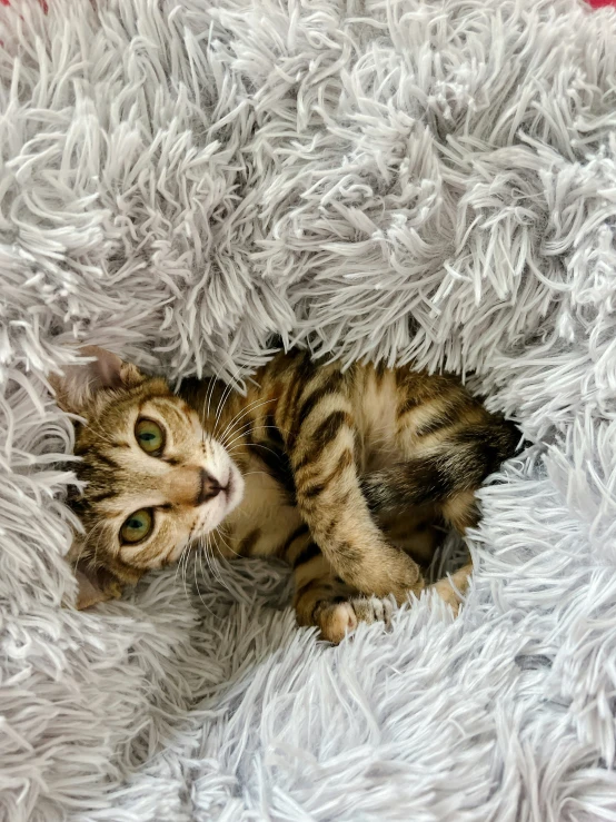 the kitten is laying on the fluffy blanket