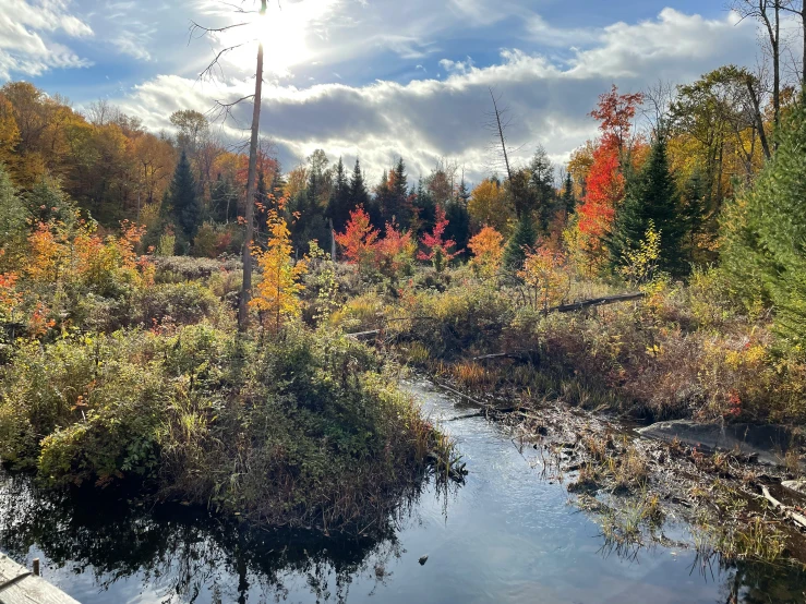 a swampy area surrounded by trees with a bench near it