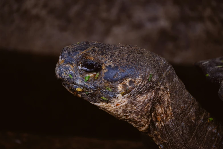 an adult tortoise with mud on its face