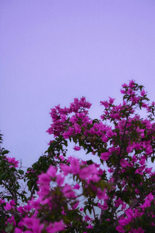 the sky above the flowering tree is purple