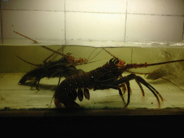 dead lobsters in a tank being cleaned