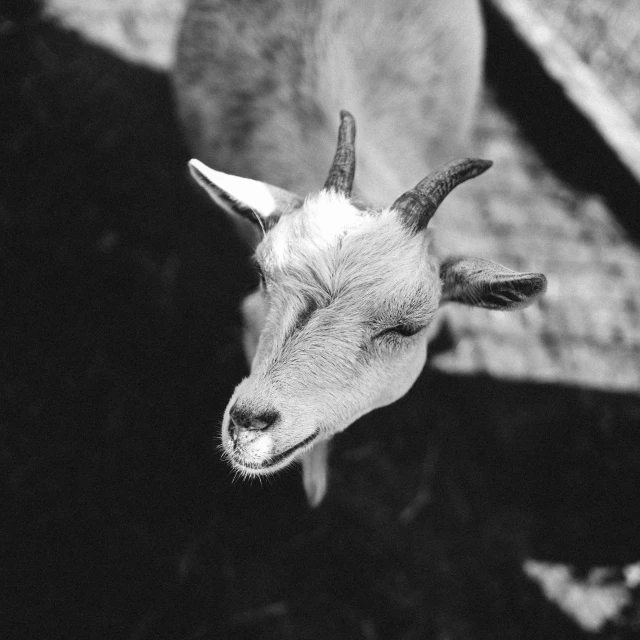 a close up picture of a goat with very short horns